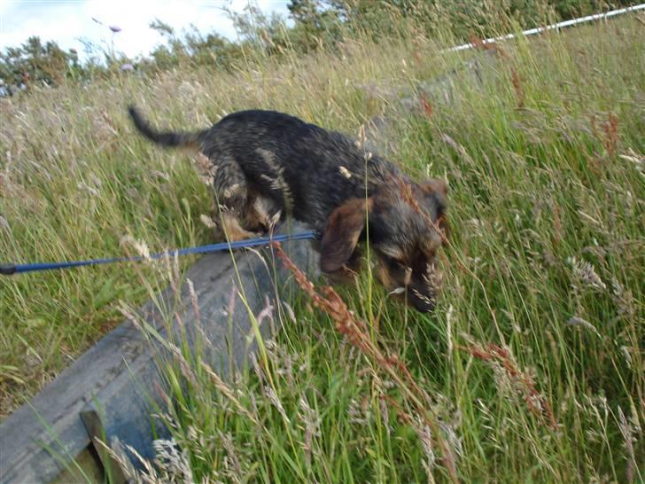 Gravhund nissebandensYannik(rufus) - med ude på ride skolen  billede 9