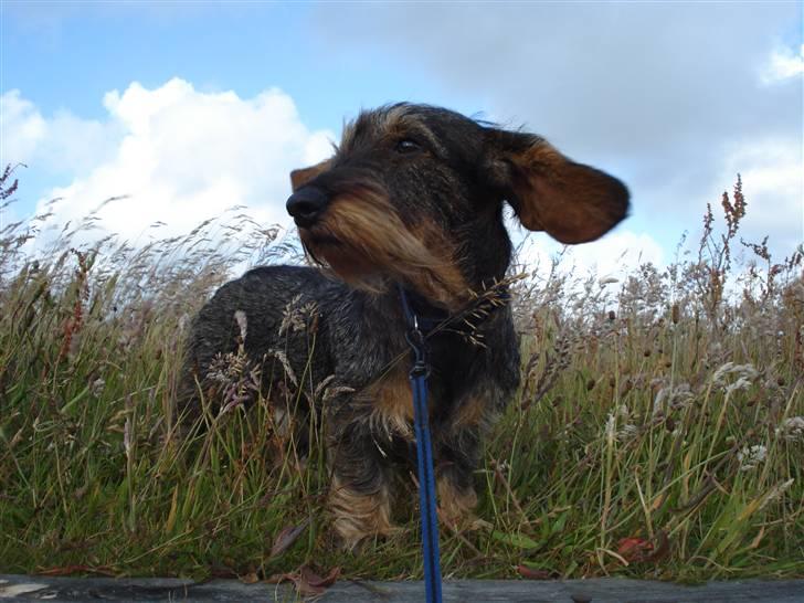 Gravhund nissebandensYannik(rufus) - med ude på ride skolen  billede 11