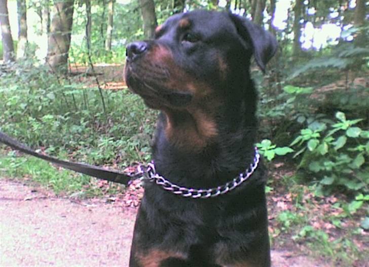 Rottweiler tyson billede 1