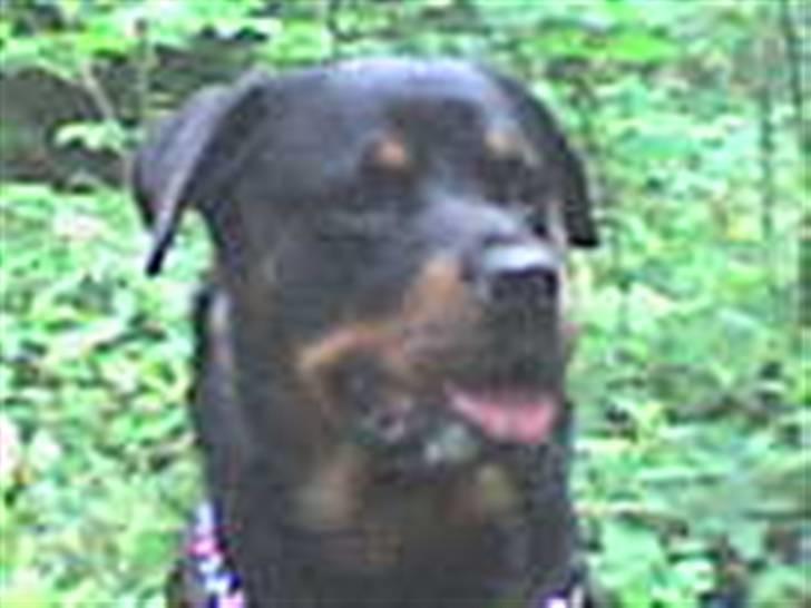 Rottweiler tyson billede 2