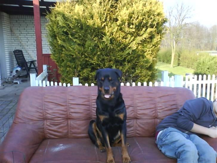 Rottweiler tyson billede 4