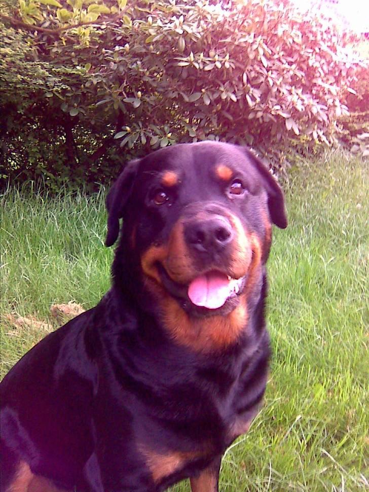 Rottweiler tyson billede 5