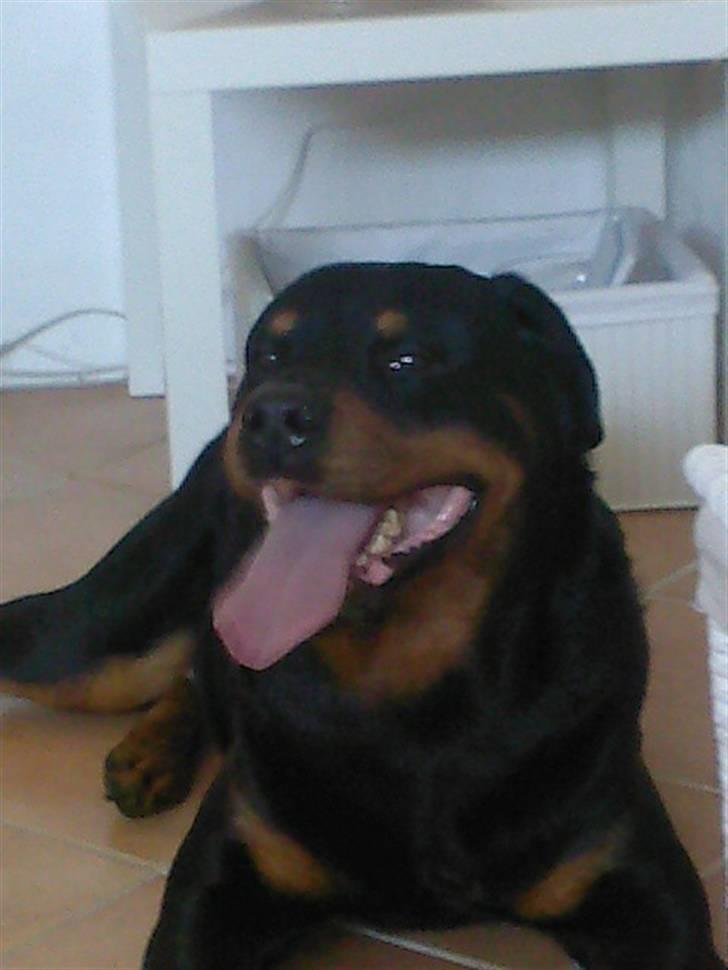 Rottweiler tyson billede 6