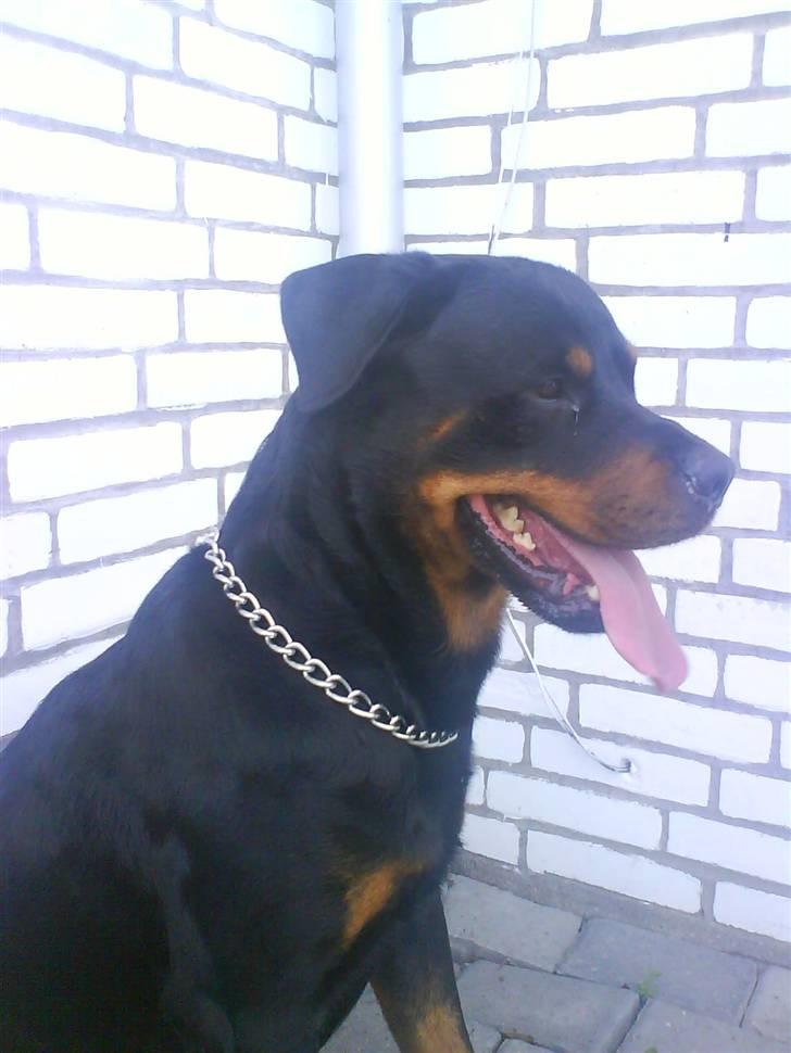 Rottweiler tyson billede 7