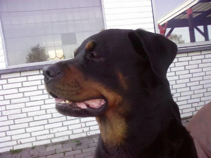Rottweiler tyson billede 8