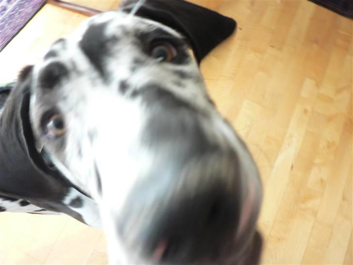 Grand danois Hektor billede 8