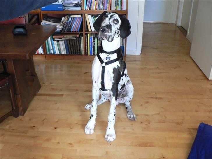 Grand danois Hektor billede 9