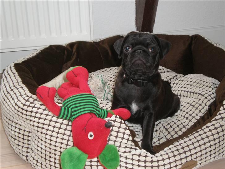 Mops Freja billede 2