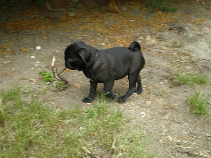 Mops Freja billede 3