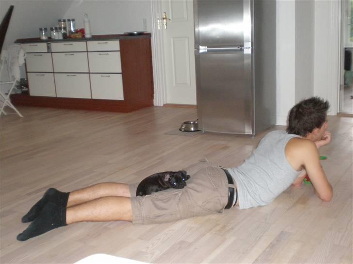 Mops Freja billede 4