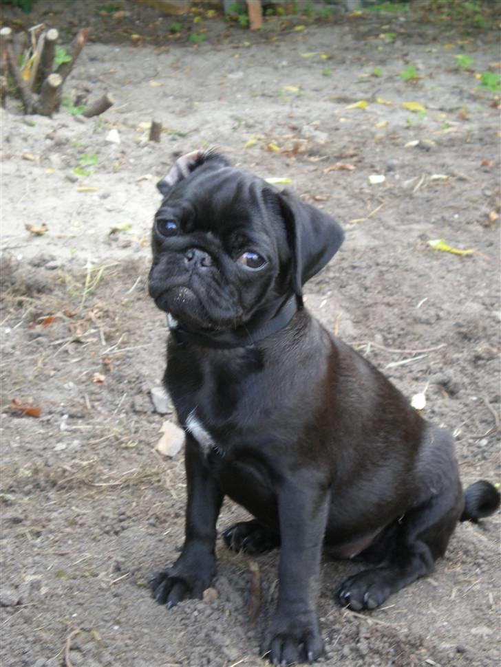 Mops Freja billede 5