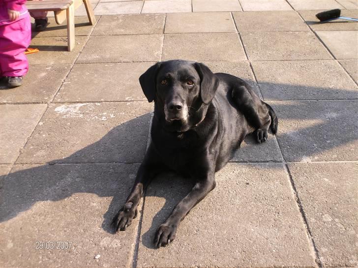 Labrador retriever sabbi - Lille Sabbi =) billede 1