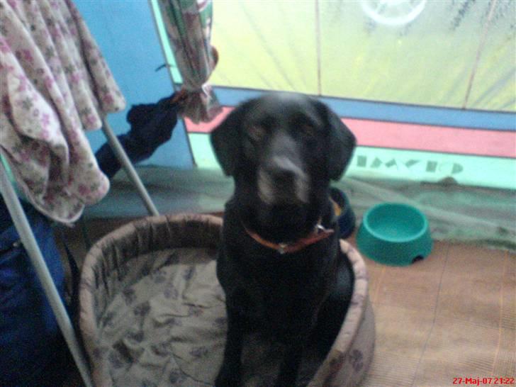 Labrador retriever sabbi - Hej? billede 2