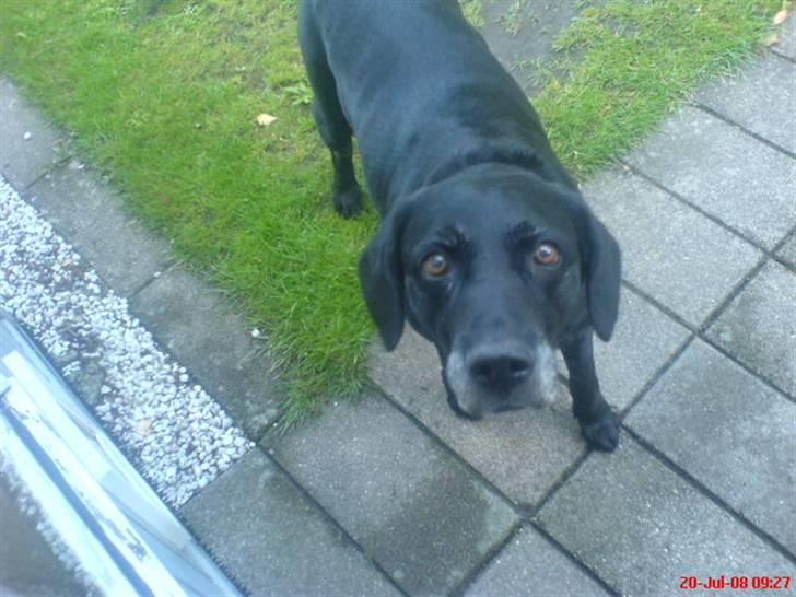 Labrador retriever sabbi billede 3