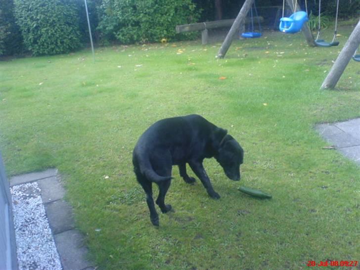 Labrador retriever sabbi billede 4