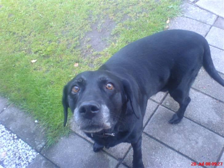 Labrador retriever sabbi billede 5