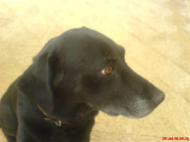 Labrador retriever sabbi billede 6