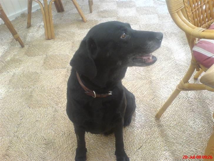 Labrador retriever sabbi billede 7