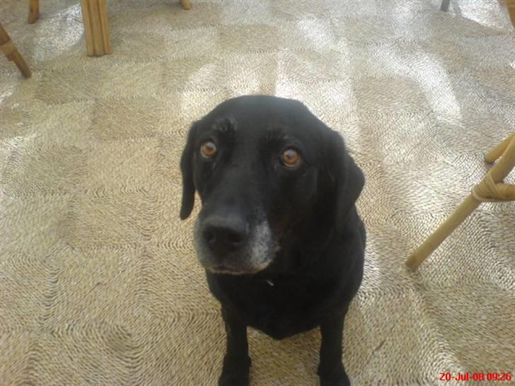 Labrador retriever sabbi billede 8