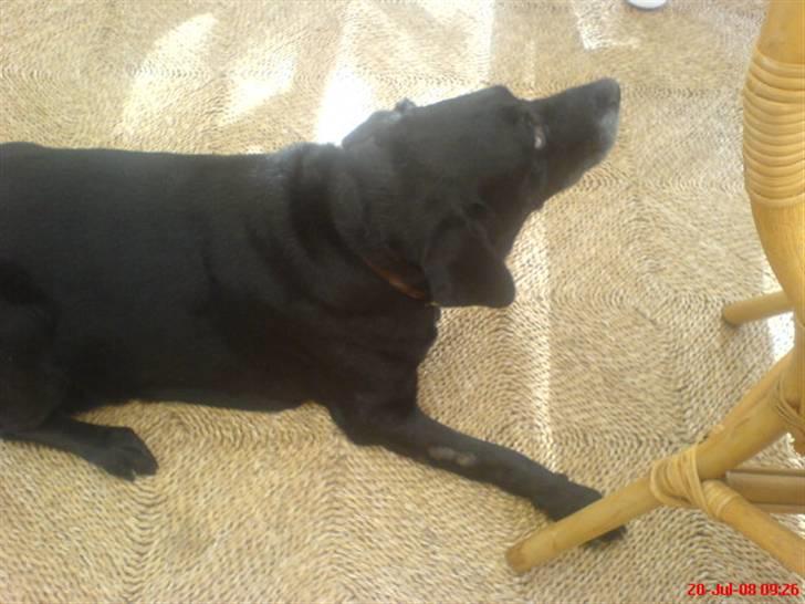 Labrador retriever sabbi billede 9