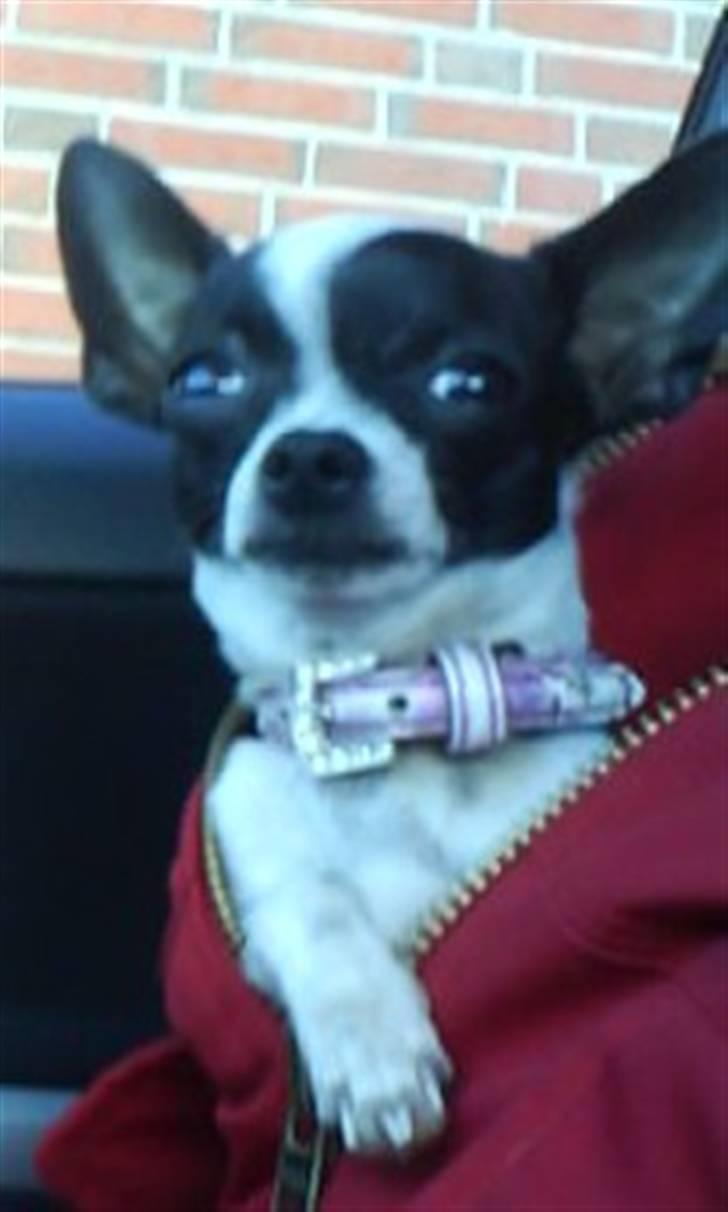 Chihuahua Tøzen *R.I.P. savner diig billede 1
