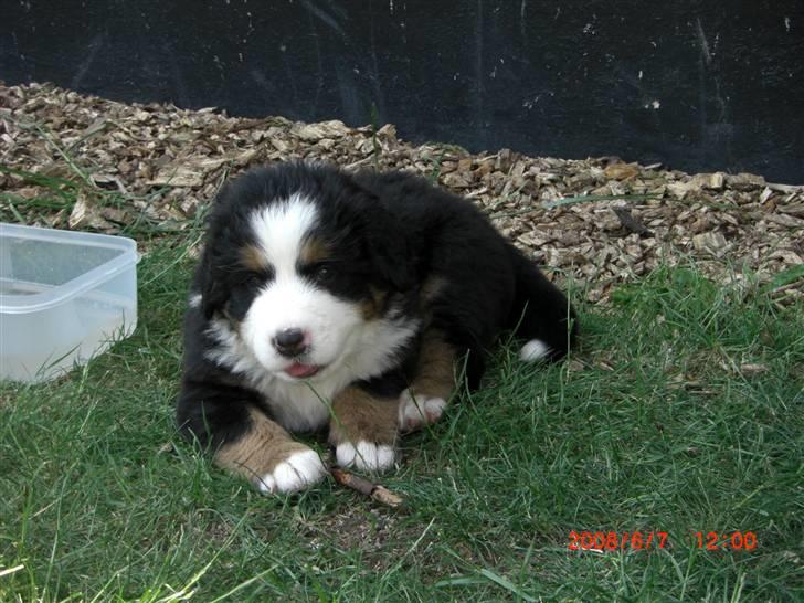 Berner sennenhund Nala billede 14