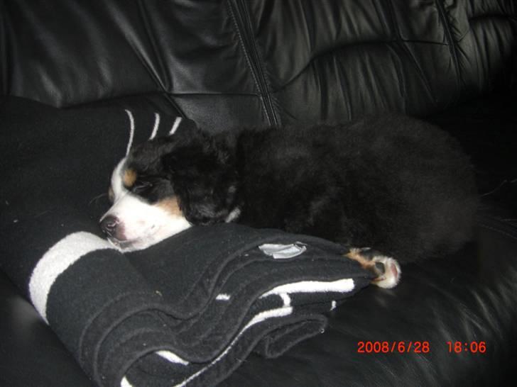 Berner sennenhund Nala billede 15