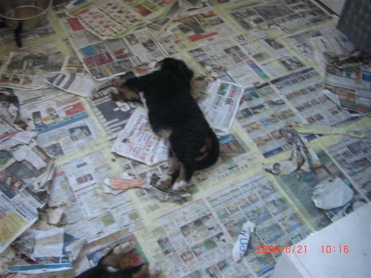 Berner sennenhund Nala billede 16