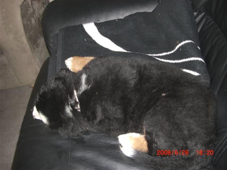 Berner sennenhund Nala billede 17