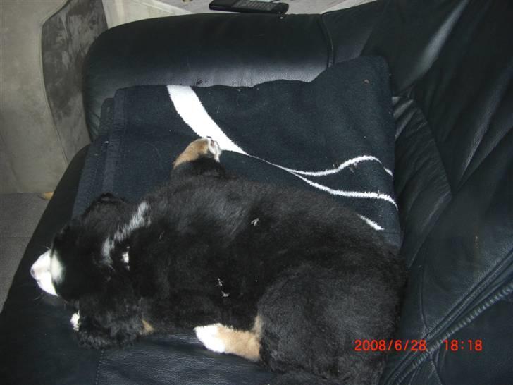 Berner sennenhund Nala billede 18