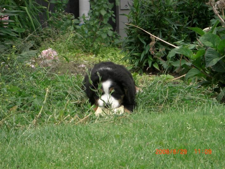 Berner sennenhund Nala billede 19