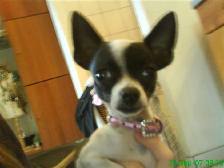 Chihuahua Tøzen *R.I.P. savner diig billede 2