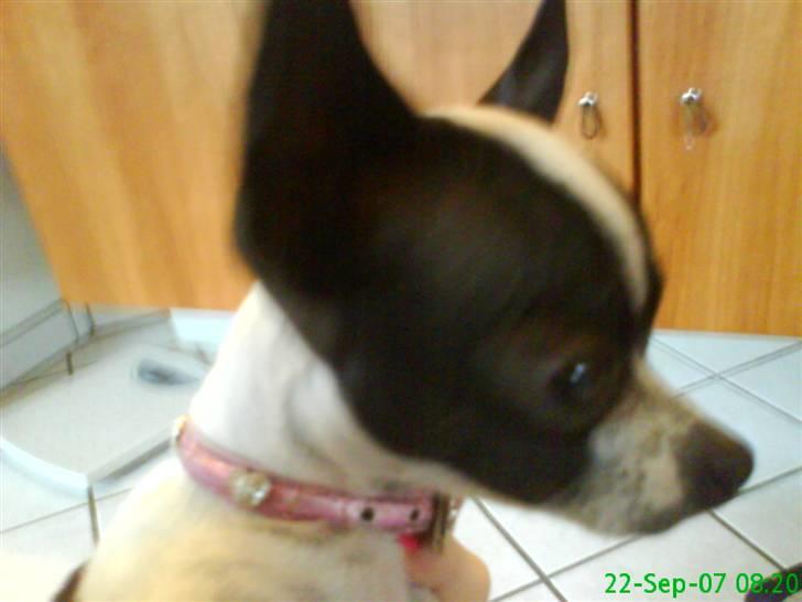 Chihuahua Tøzen *R.I.P. savner diig billede 3