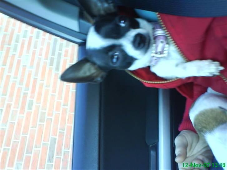 Chihuahua Tøzen *R.I.P. savner diig billede 4