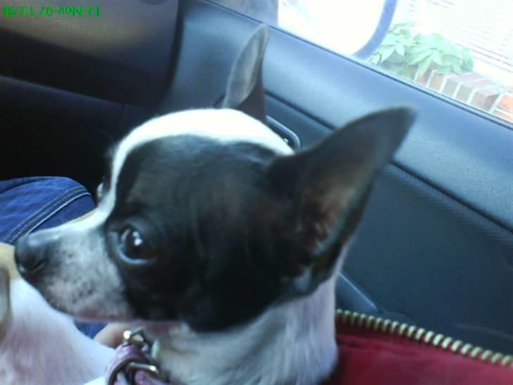 Chihuahua Tøzen *R.I.P. savner diig billede 5