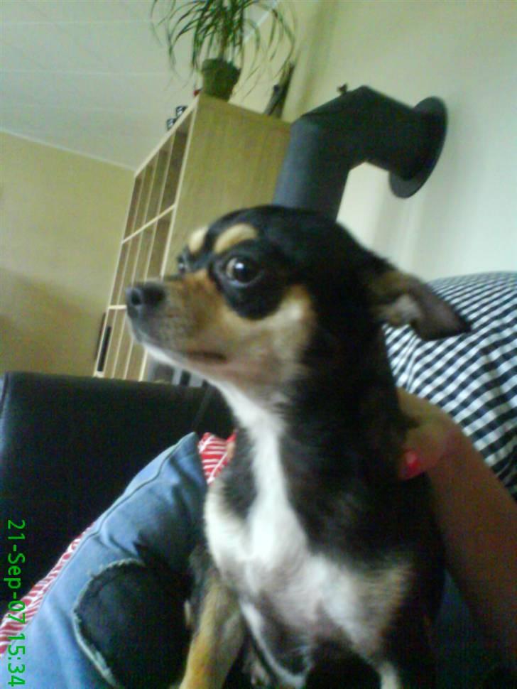 Chihuahua Pippi billede 1