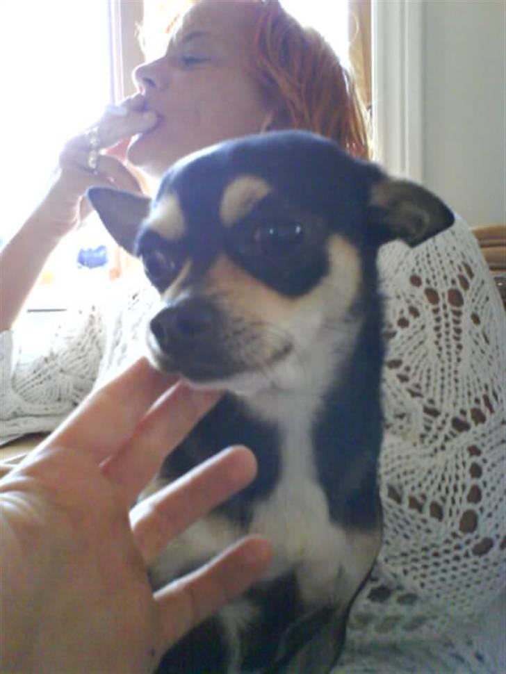 Chihuahua Pippi billede 2