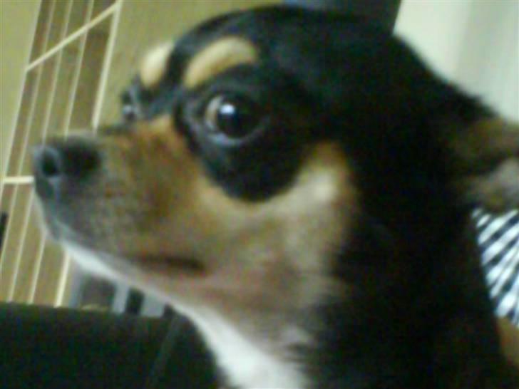 Chihuahua Pippi billede 3