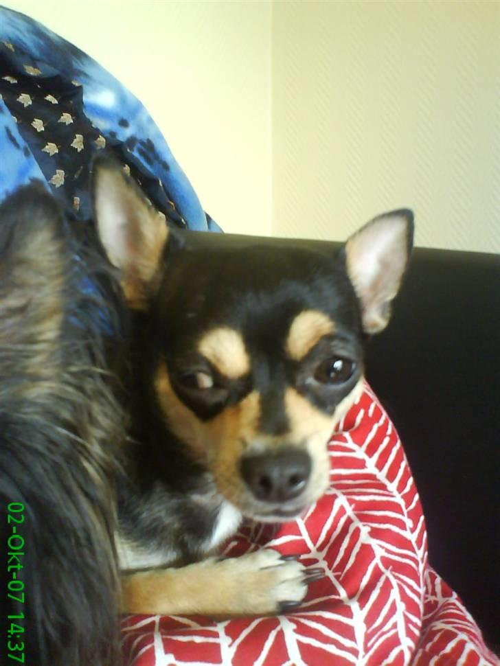 Chihuahua Pippi billede 4