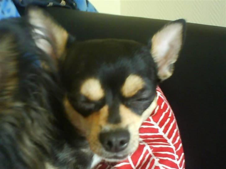 Chihuahua Pippi billede 5