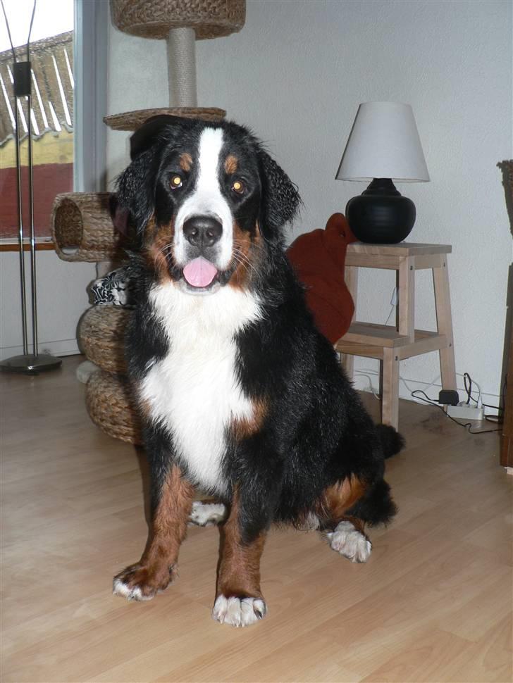 Berner sennenhund Ofelia - Ofelia efter bad. 7 mdr. billede 15