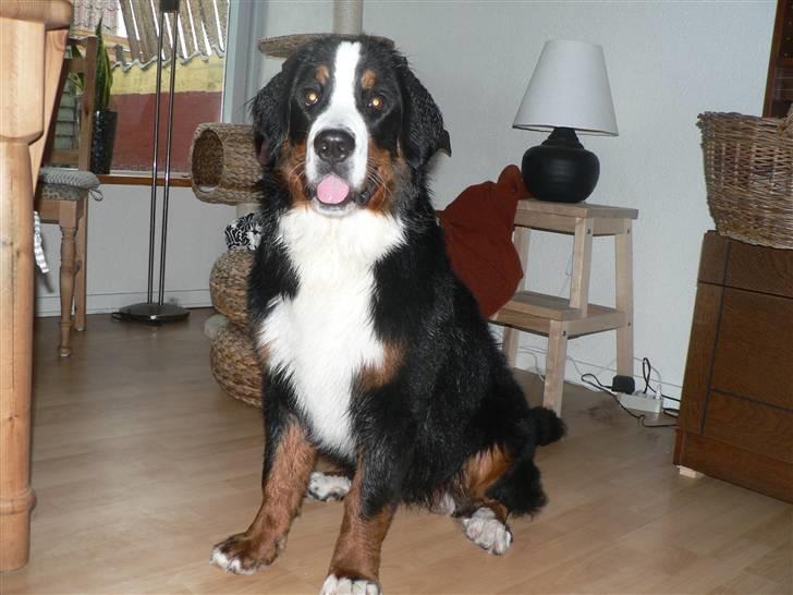 Berner sennenhund Ofelia - Ofelia efter bad. 7 mdr. billede 16
