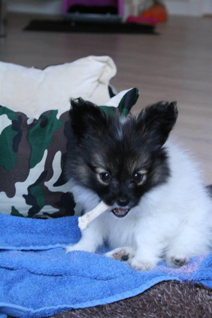 Papillon Toymakers Isadora (Mille) billede 2