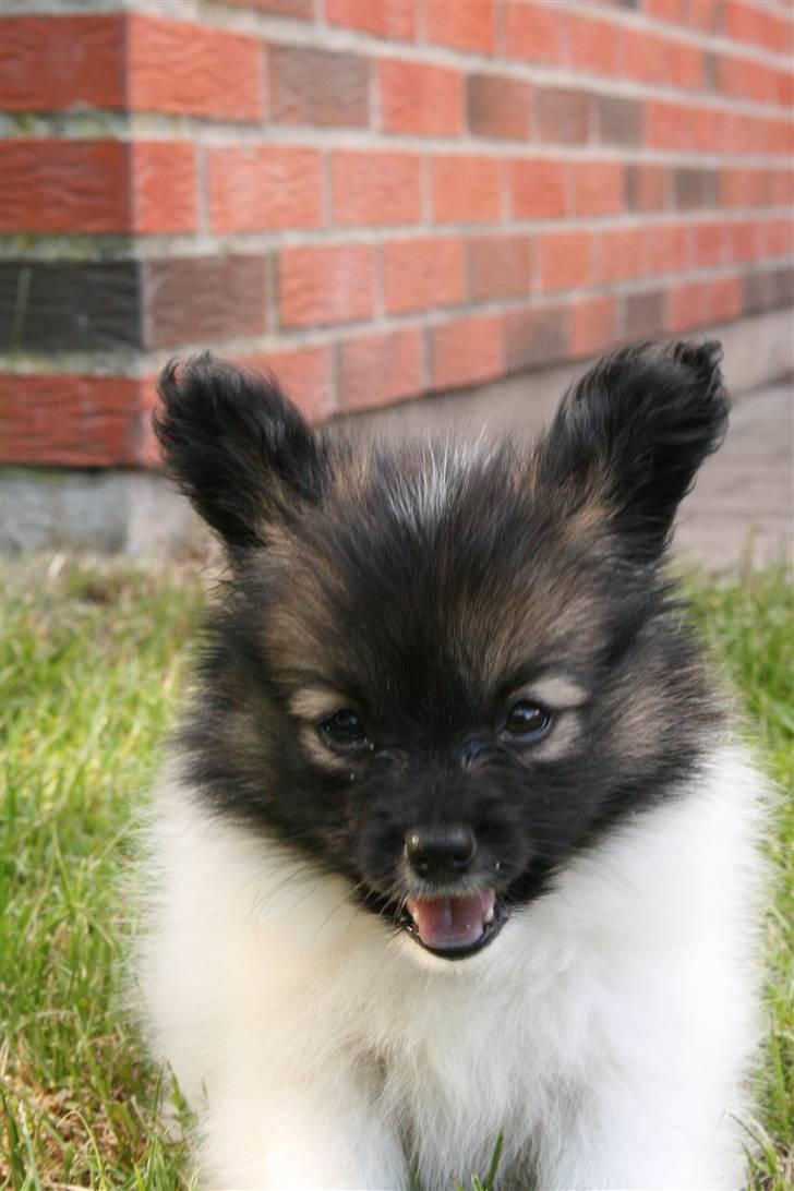 Papillon Toymakers Isadora (Mille) billede 3