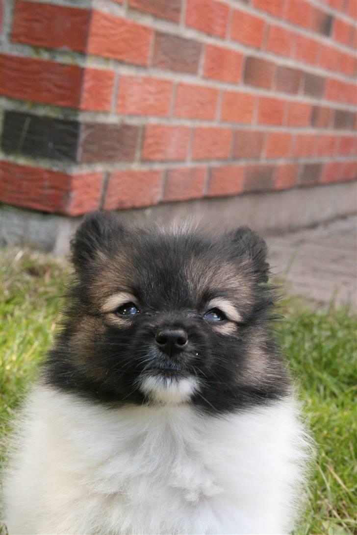 Papillon Toymakers Isadora (Mille) billede 4