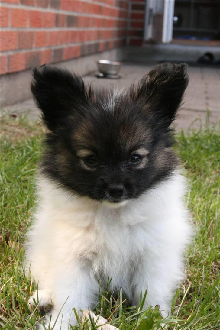 Papillon Toymakers Isadora (Mille) billede 5