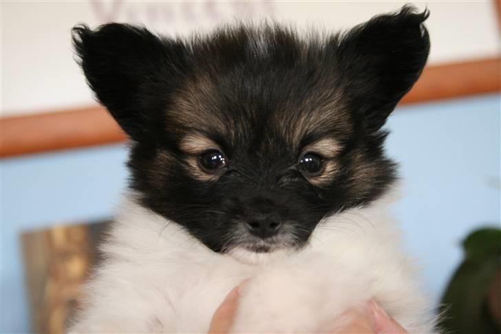 Papillon Toymakers Isadora (Mille) - 6½ uger gammel (: billede 6