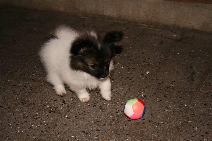 Papillon Toymakers Isadora (Mille) - Natten, da vi lige havde fået hende hjem (: 8 uger gammel, præcis. billede 7