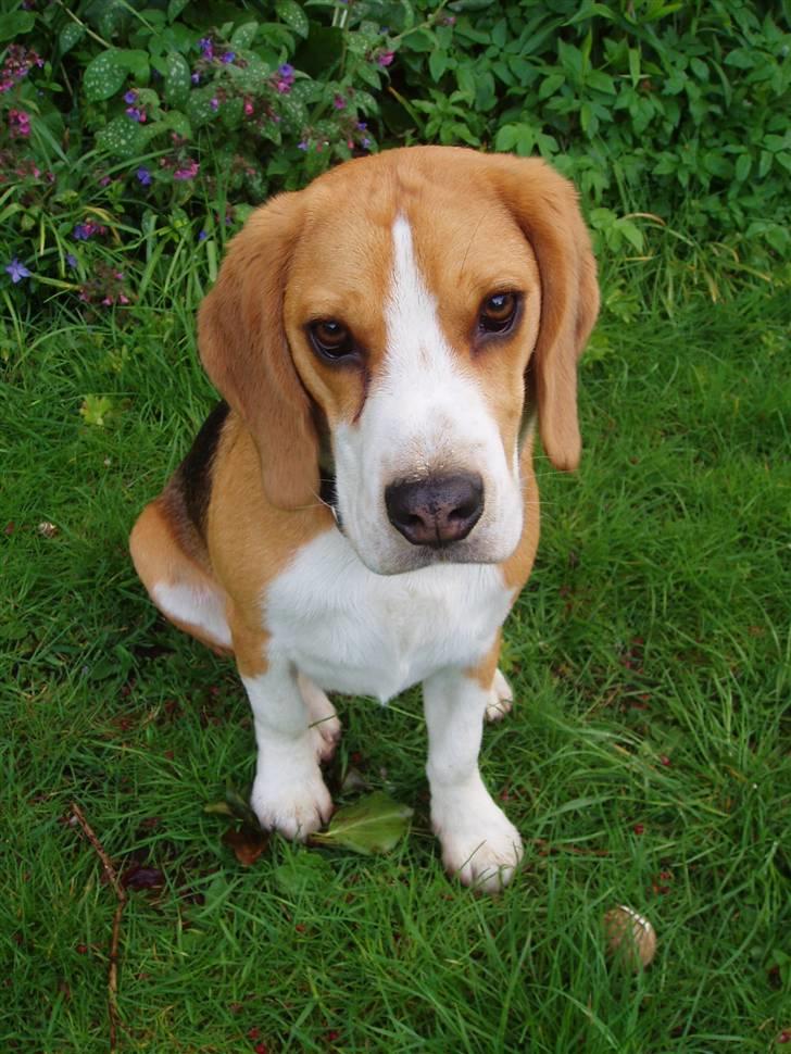 Beagle Anton billede 14