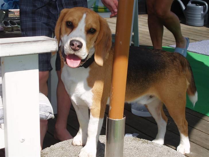 Beagle Anton billede 16